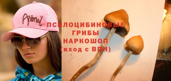 шишки Верея