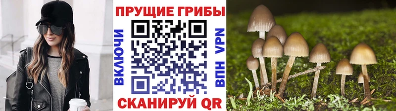 Псилоцибиновые грибы Psilocybine cubensis Купить где Курлово